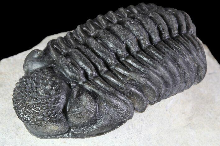 Adrisiops Trilobite - New Phacopid Species #87584